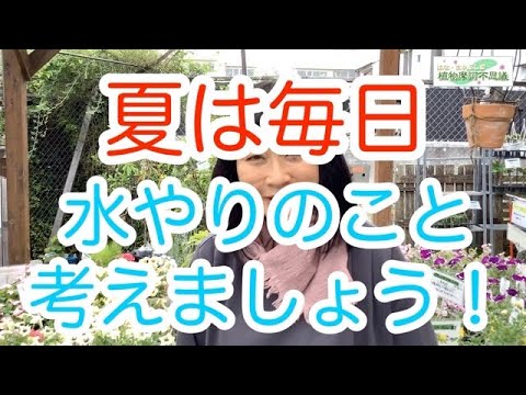 熱波ガーデンの場合は、熱水に敏感なオルタンシア植物を優先します