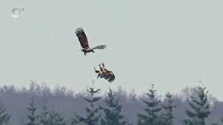 Морски орел сви гнездо край Хасково и най-вероятно очаква поколение