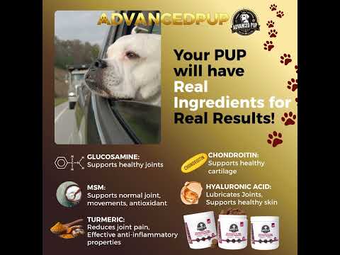 French Bulldog before and after joint supplement transformation