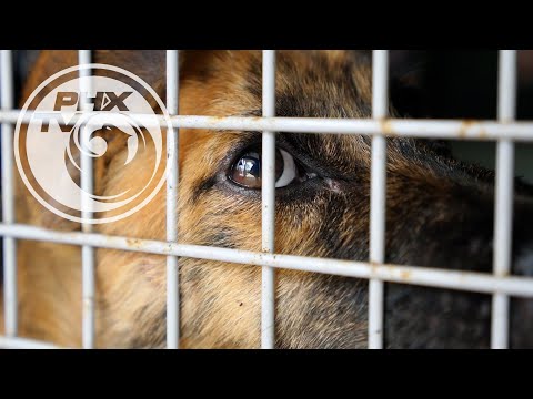 What is Animal Cruelty? - Phoenix Pets