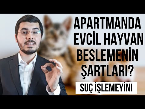 Apartmanda Evcil Hayvan Beslemenin Şartları Nedir? Apartmanda Evcil Hayvan Beslemek Suç Mu?