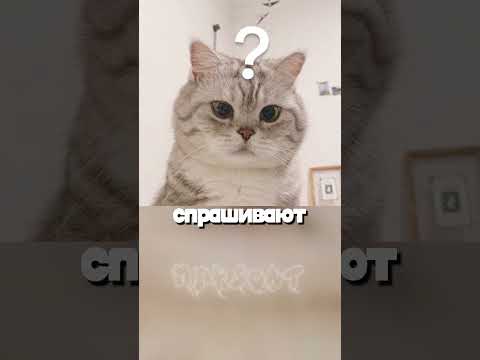 Кот в работает в пятерочке