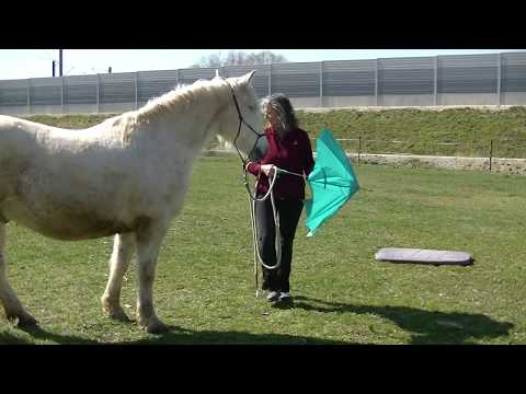 Pferd hat Angst vor Regenschirm - was tun