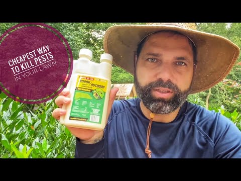 Inexpensive Bifen Insect Killer for the Lawn **With Results!**