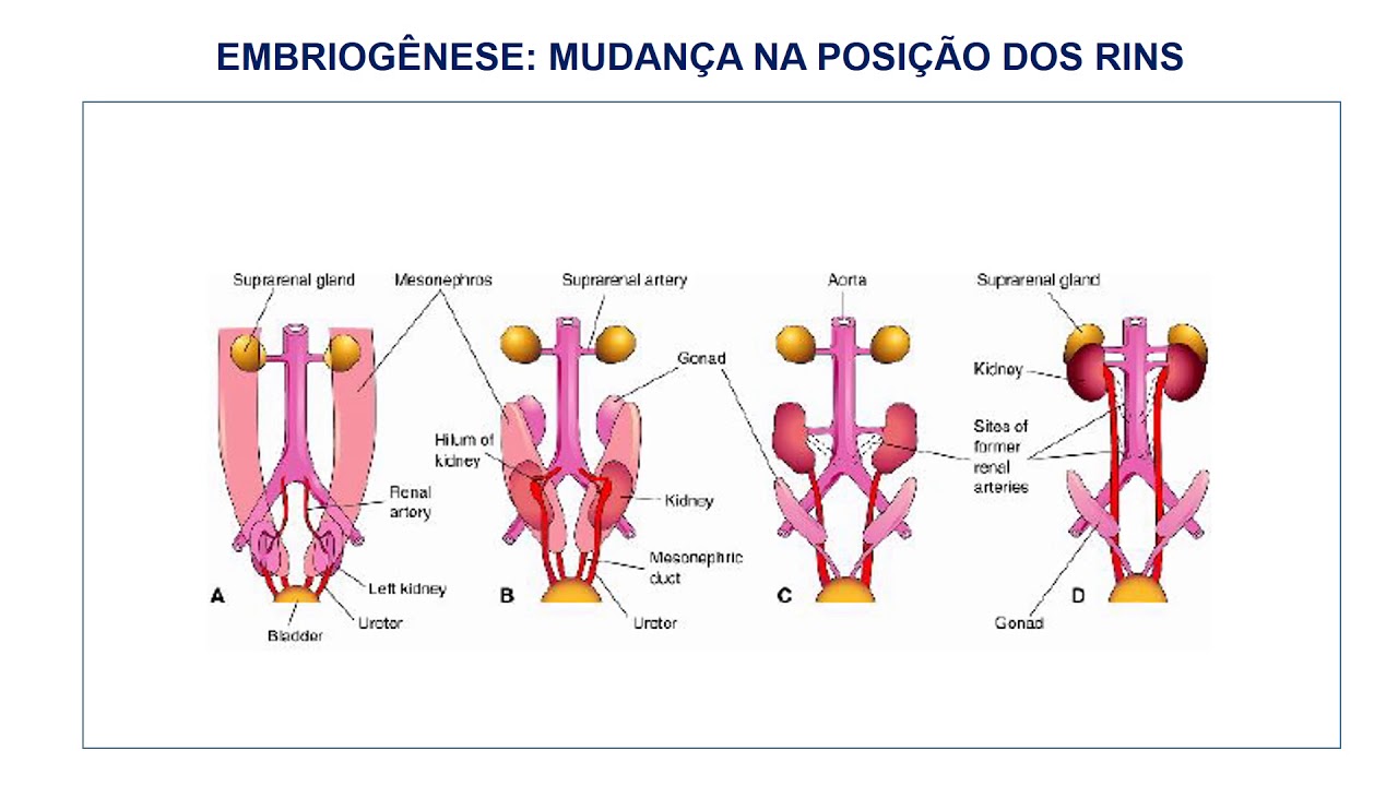 13 EMBRIOLOGIA DO SISTEMA UROGENITAL parte 1