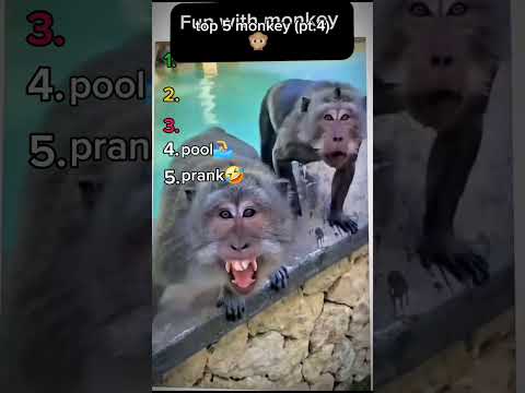 top 5 funny monkey #funnyvideo #funny #top5 #memes #monkey #pt4