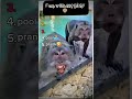 Top 5 Funny Monkey Funnyvideo Funny Top5 Memes Monkey Pt4