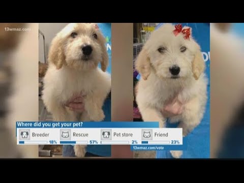 Thieves smash window, steal two Goldendoodle puppies from south Bibb pet store