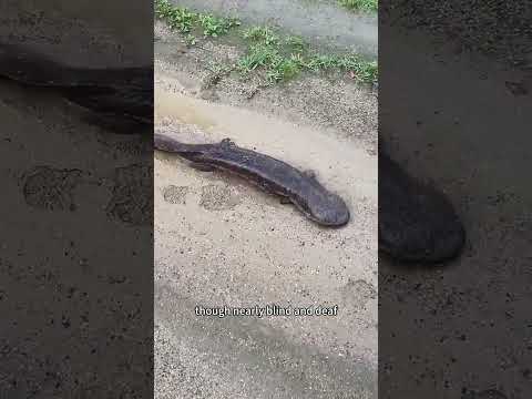 It's a living fossil from the age of dinosaurs — the giant salamander.