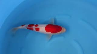 video van Meerstaps Kohaku  2404104