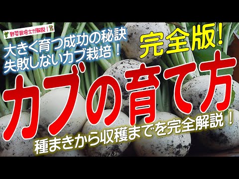 How to grow turnips well (complete explanation from sowing to harvesting) Learn the tips and tric...