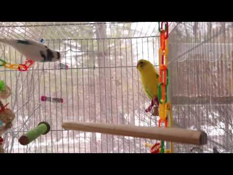 1/2 hour Parakeet Sounds to start the day!