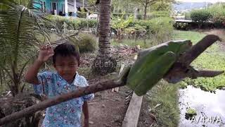 Download lagu SATWA PAPUA, ( Litoria infrafrenata sp ) katak hijau Arso papua mp3