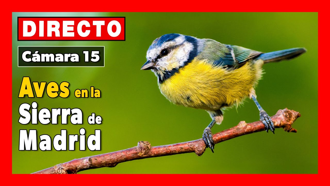 Live webcam view of Cámara del Comedero Sierra Norte