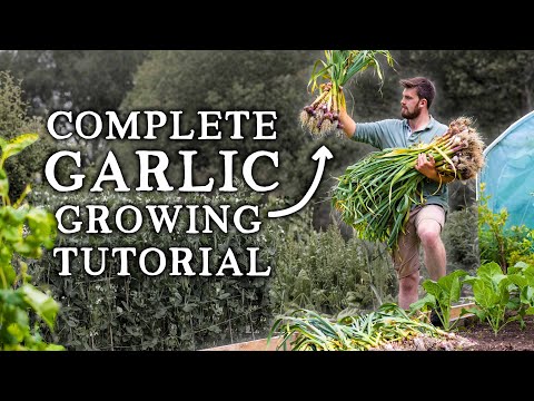 How to Grow Garlic | Simple Steps for HUGE Yields