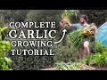 How to Grow Garlic | Simple Steps for HUGE Yields
