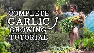 How to Grow Garlic | Simple Steps for HUGE Yields