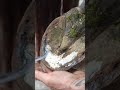 Horse Hoof Cleaning Full Video On The Channel Shorts Farrier Satisfying Asmr