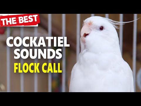 COCKATIEL SOUNDS FLOCK CALL 10 MIN-Cockatiel Singing