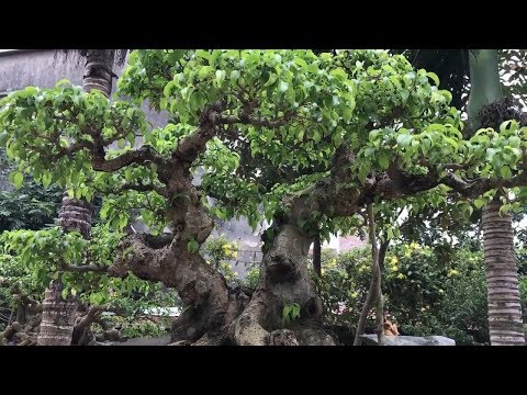 Bonsai vietnam, cây cảnh rất ấn tượng