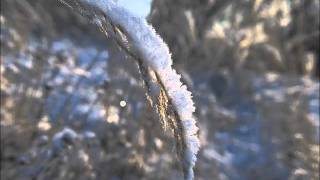 Henry VIII - Grene Growth The Holy