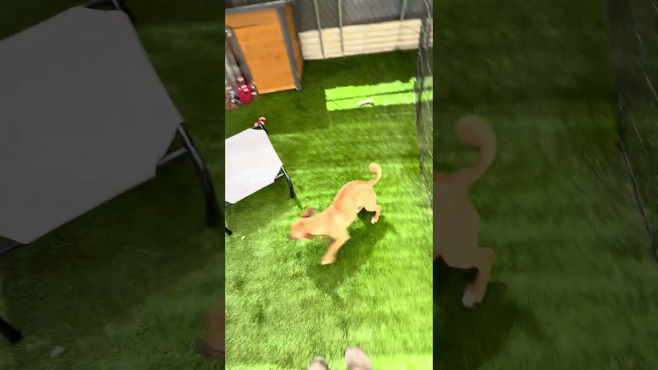 Enlarge Sammy, a ADOPTABLE mixed breed in Imperial Beach, CA video 6/6