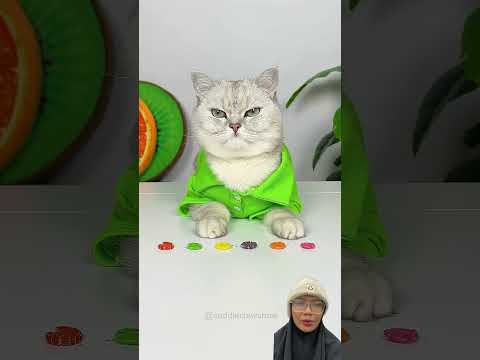 Meow makan chacha ⁉️ SC: CuddleClawShow #comedy #shorts #trending #funny #lucu #viral