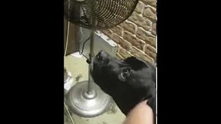 Magnetism Blows Dog's Mind || ViralHog