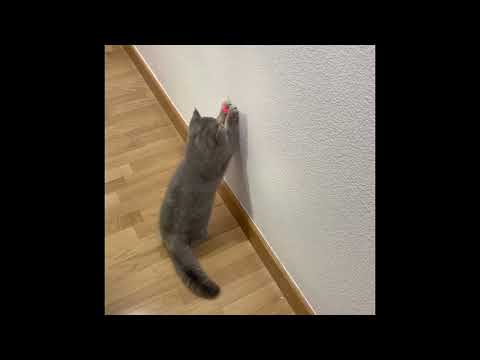 La gata no caza ratón de luz #cats #gata #gatos #gato #pets #pet #cats #gatos #gata #pets #cat #pet