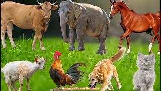 Cute Farm Animals: Chicken, Rabbit, Pig, Duck, Dog, Sheep, Goat, Cow – Animal Video