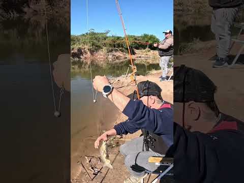 Pesca de Bagres y Bogas en el canal de los puestos, Tucumán #pesca #fishing #rio #argentina #fish