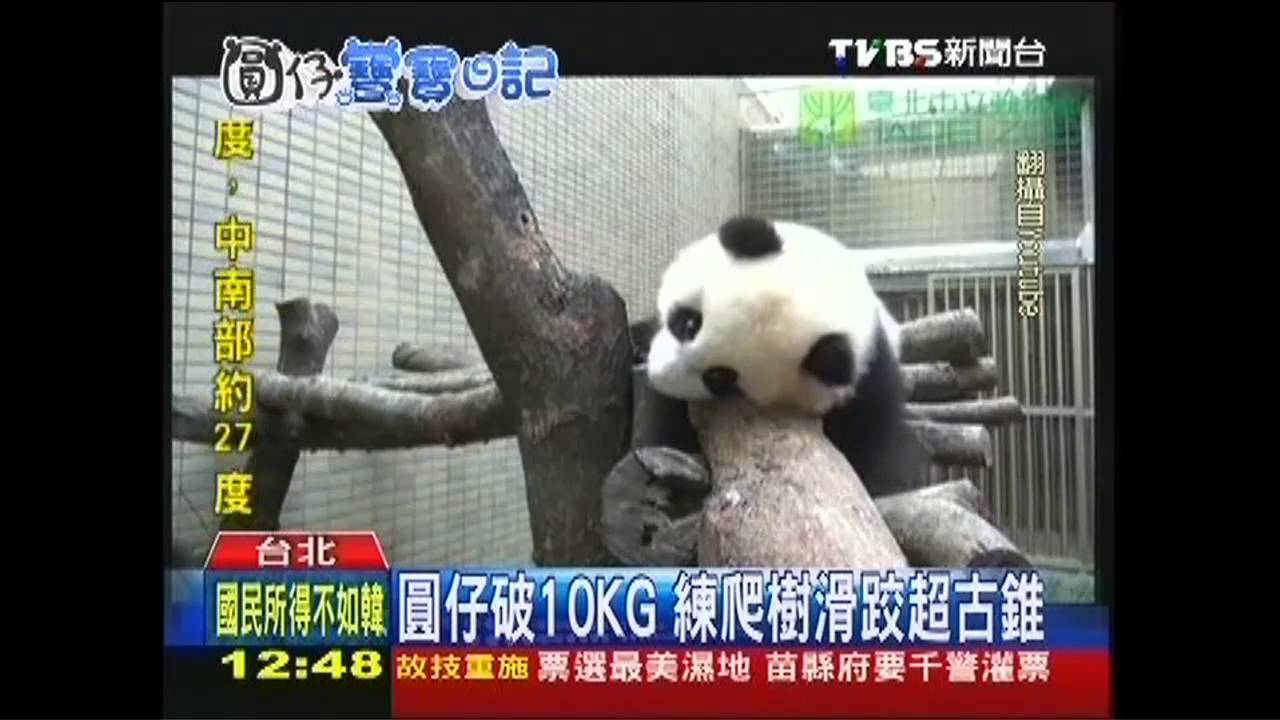 圓仔破10KG 練爬樹滑跤超古錐