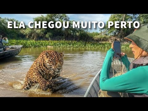 Face to face with a jaguar in the Pantanal of Mato Grosso