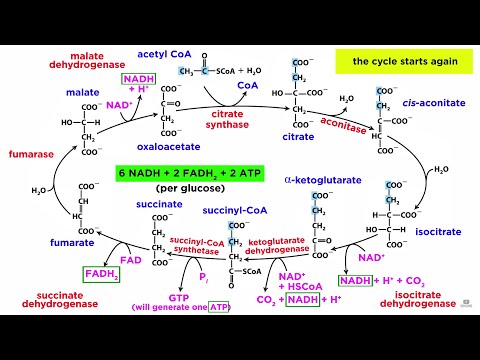 Cellular Respiration Part 2: The Citric Acid Cycle