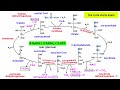 Cellular Respiration Part 2: The Citric Acid Cycle