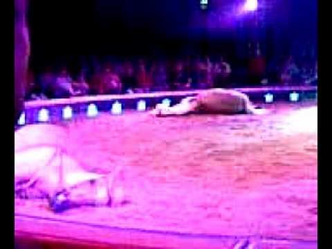 Pferde im Zirkus Knie