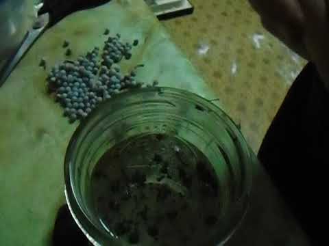 Bayberries (Myrica pensylvanica)