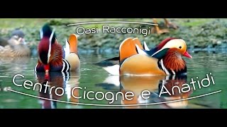 preview picture of video 'Oasi Centro Cicogne e Anatidi Racconigi (Cuneo) e centro federato LIPU - Contest Traipler'
