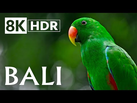 Bali in 8K HDR 60fps