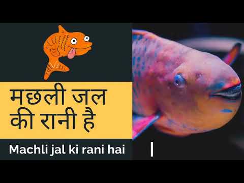 Axl Hazarika - Asmr Hindi Rhyme Machhli Jal Ki Rani Hai (मछली जल की रानी है)