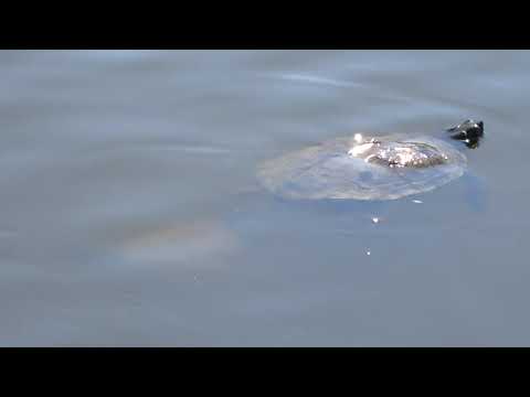 Wasserschildkröte mit Baby in Berlin - Two Turtles in the Water - April 2019