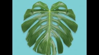 Harmony Sometimes - Big Scary (Not Art)