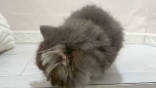 ノルウェージャンフォレストキャットの動画01