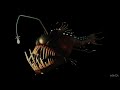 Finding Nemo Anglerfish Sound Effects