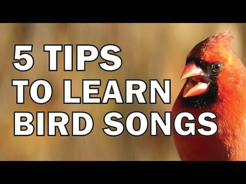 5 Tips to Learn Bird Songs