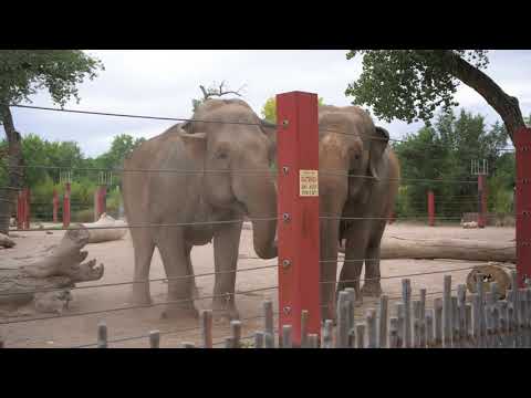 Elephants joyfully react to didgeridoo performance   Thank You Christine.