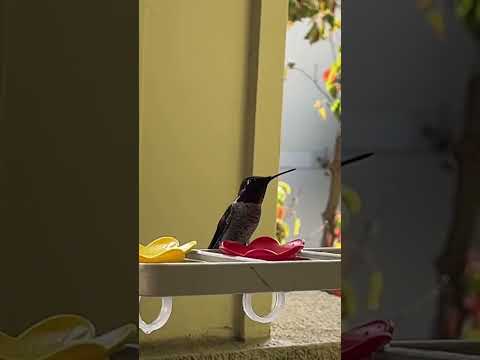 IUCN分類における絶滅の危険性を示す図。