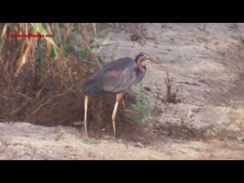 Garza imperial ( Ardea purpurea ) Purple Heron