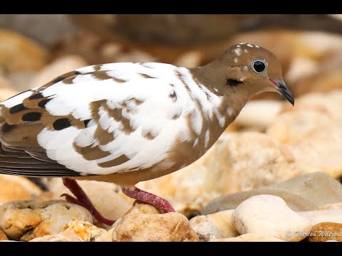 Leuistic Mourning Dove   HD 1080p