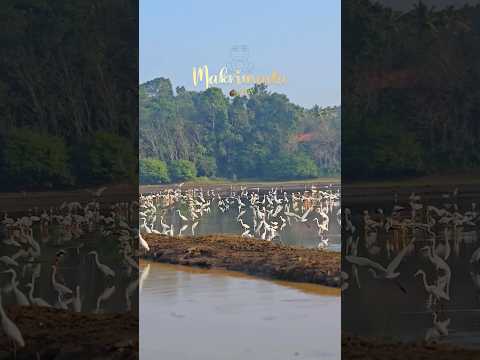 🐸mada #mavelikara #makrimada #ggtales